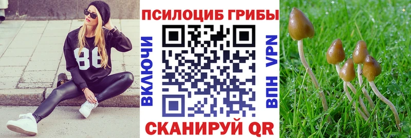 Галлюциногенные грибы Psilocybe купить наркотик Новодвинск